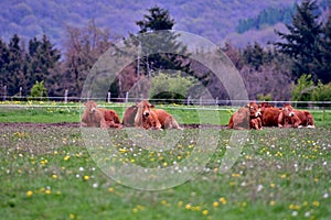 Landscape with idyllic scene of lying cows in a meadow