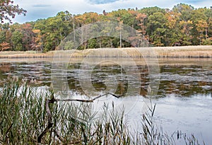 Landscape image of Autumn at Marshy Point Nature Center in Middle River, Maryland. r