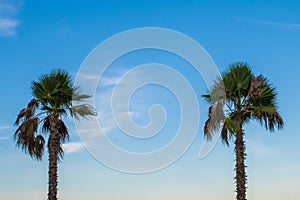 Landscape Image of the Beach in Calabria in the Evening, at Sunset. Green Landscape with a Row of Palm Trees and Fabulous Sky in