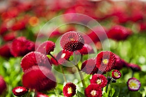 Landscape image of Bellis perennis, the beautiful bright red meadow daisy, with green floiage and with a shallow depth of field