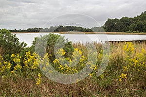 Landscape image at Bombay Hook NWR in Delaware with goldenrod in the foreground and cloudy skies. photo