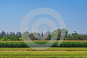 Landscape image of corn field under strong sunlight