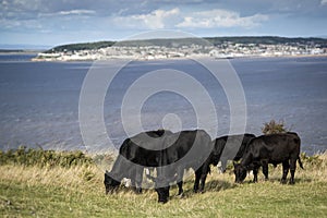 Landscape image of cows with Weston-Super-Mare in distant background