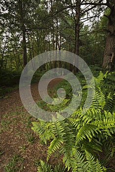 Landscape image of footpath through vibrant lush green forest woodland in Summer