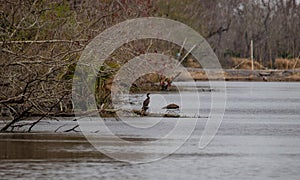 Landscape image of the Louisiana Bayou including a Cormorant on the shore.