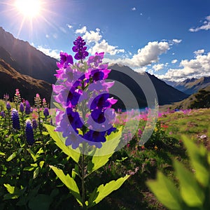 a purple colour in a mountain in New Zealand.