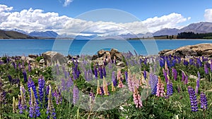 Landscape image of lupins during summer season in New Zealand