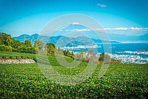 Landscape image of Mt. Fuji with green tea field at daytime in Shizuoka, Japan