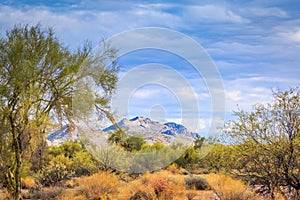 Desert Landscape with Cactus, mountains and plants