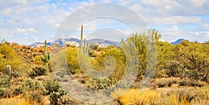 Desert Landscape with Cactus, mountains and plants