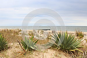 A landscape image in Rehoboth Beach Delaware featuring seagrass, sky, sand and ocean.