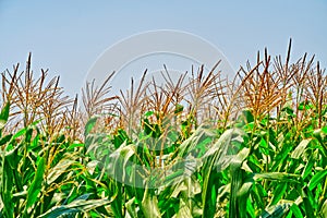 Landscape image rows of corn plants, side view rows of corn plants