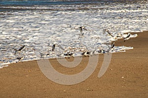 A landscape image of the shore in Rehoboth Beach, Delaware on a sunny afternoon. Seagulls and sandpipers are in the foreground