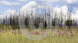 A landscape image showing wild flowers and dead trees.