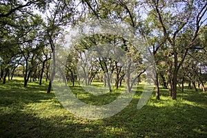 Landscape image of vibrant forest