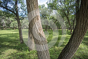 Landscape image of vibrant forest