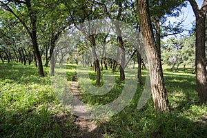 Landscape image of vibrant forest