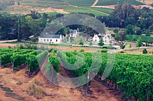 Landscape image of a vineyard, Stellenbosch, South Africa.