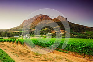 Landscape image of a vineyard, Stellenbosch, South Africa.