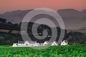 Landscape image of a vineyard, Stellenbosch, South Africa. photo