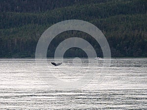 Landscape image of a whale tail, Juneau, Alaska