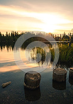 Landscape image of wooden trunks in the lake with beautiful sunrise above the forest. Vertical photo of morning sunlight on lake