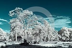 Landscape in the infrared