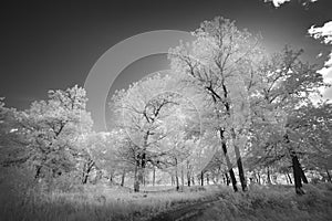 Landscape in infrared light