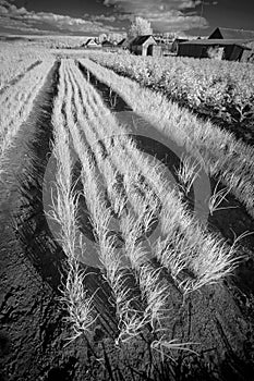 Landscape in infrared light