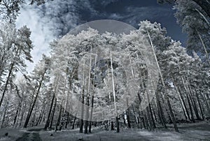 Landscape in infrared light