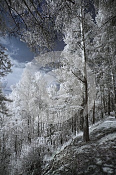 Landscape in infrared light