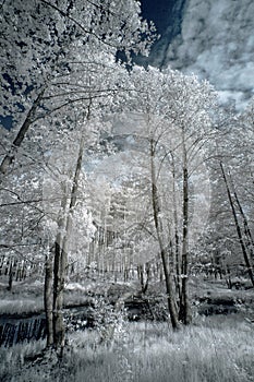 Landscape in infrared light