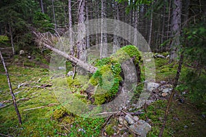 Landscape inside of the forest