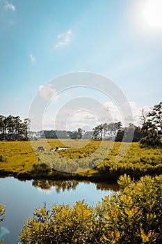 Landscape of the interior part of Assateague Island