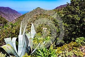 Landscape on Island La Gomera, Canary Islands, Spain, Europe