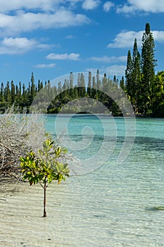 Landscape of isle of pines, new caledonia