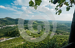 Landscape with Italian villages in wine valley Valdobbiadene, and green grapes for Prosecco wine