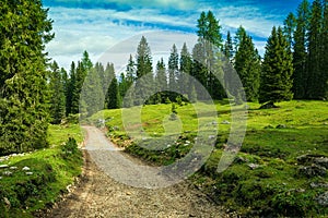   dolomitas pino Bosque visita turística 