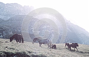 Landscape Italy, Dolomites - at sunrise horses graze on the barren rocks