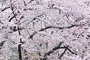 Landscape of Japanese White Cherry Blossoms