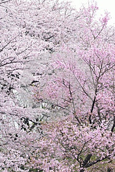 Landscape of Japanese White Cherry Blossoms