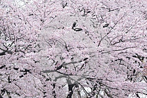 Landscape of Japanese White Cherry Blossoms