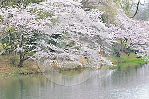 Landscape of Japanese White Cherry Blossoms around Pond waters