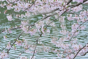 Landscape of Japanese White Cherry Blossoms around Pond waters