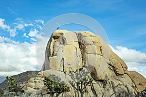 Landscape with joshua trees in the desert  and rope climbing route
