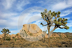 Landscape with joshua trees, Joshua Tree National Park, USA photo