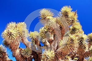 Landscape with joshua trees, Joshua Tree National Park, USA photo