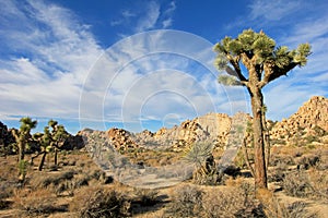 Landscape with joshua trees, Joshua Tree National Park, USA photo