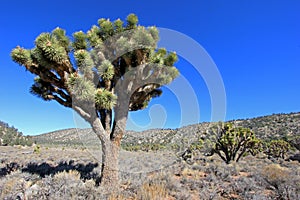 Landscape with joshua trees, Joshua Tree National Park, USA photo