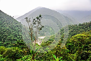 Landscape jungle in Amazonia of Ecuador
